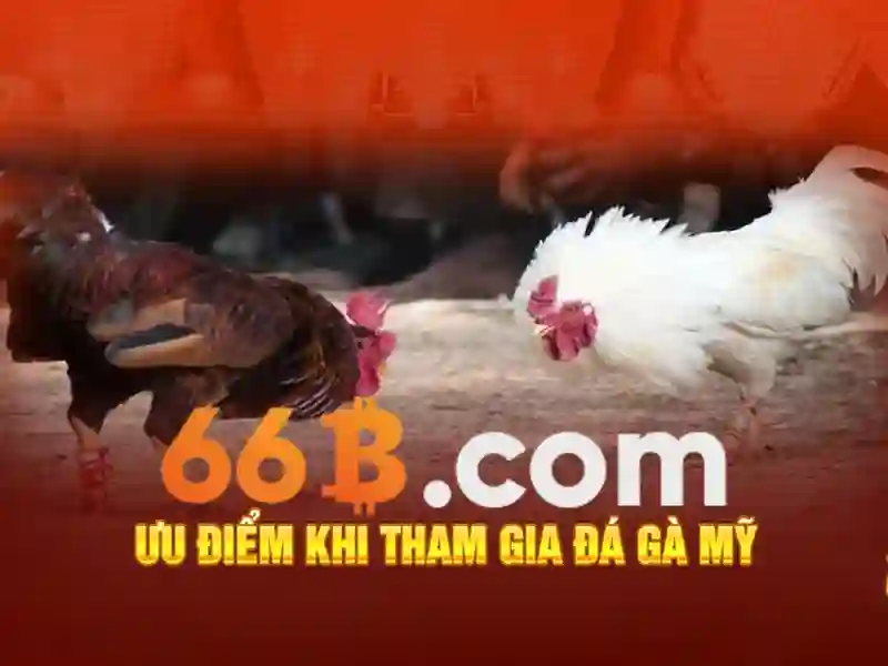 66b cập nhật 2026