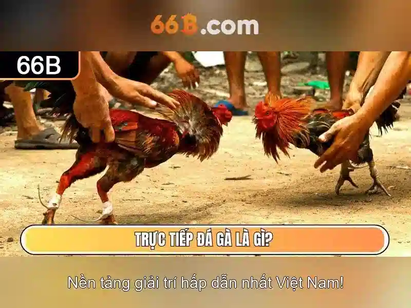 66B – Chăm Sóc Khách Hàng Không Ngừng